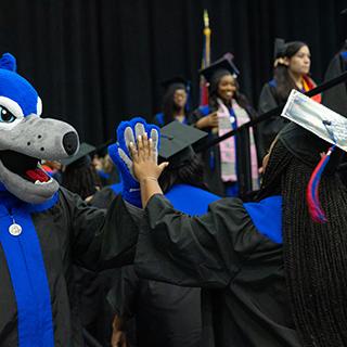 博彩平台推荐 student high-fiving Wolfie at graduation. 